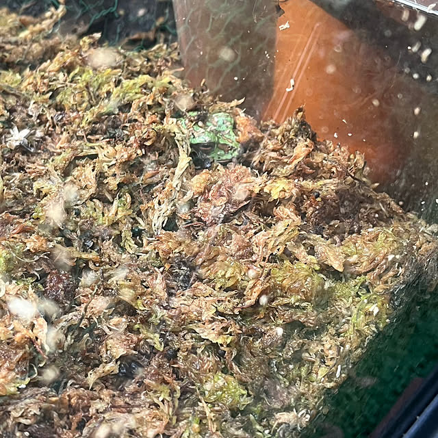 guraさんの部屋