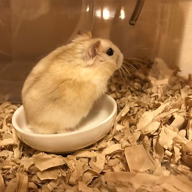 maimaiさんの実例写真