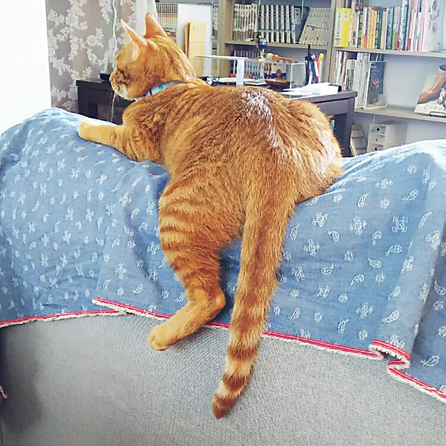 37さんの実例写真