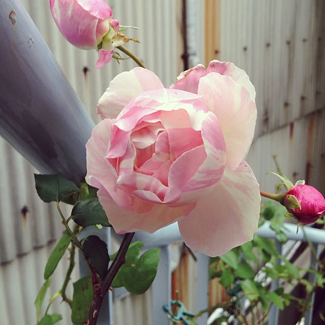 greenroseさんの実例写真