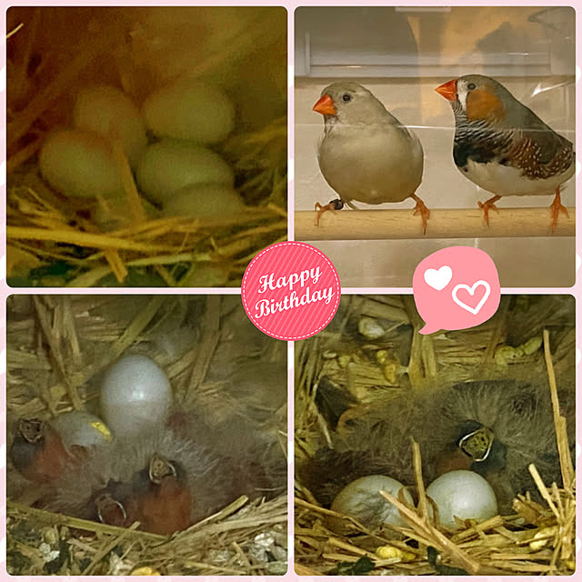 HappyRoseさんの実例写真