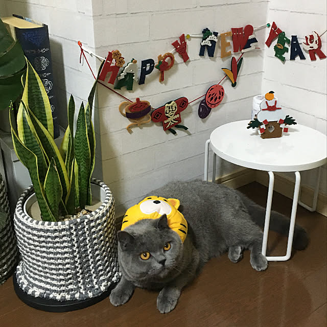 kittyさんの実例写真