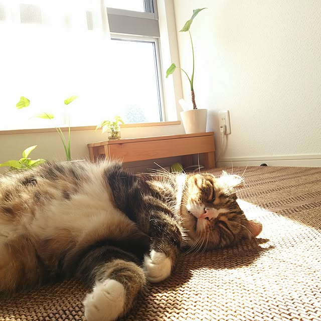 836さんの実例写真