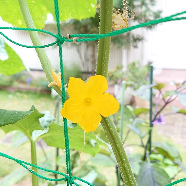 fleur-mamanさんの部屋