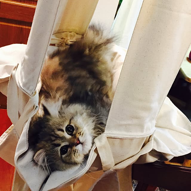 butachanさんの実例写真