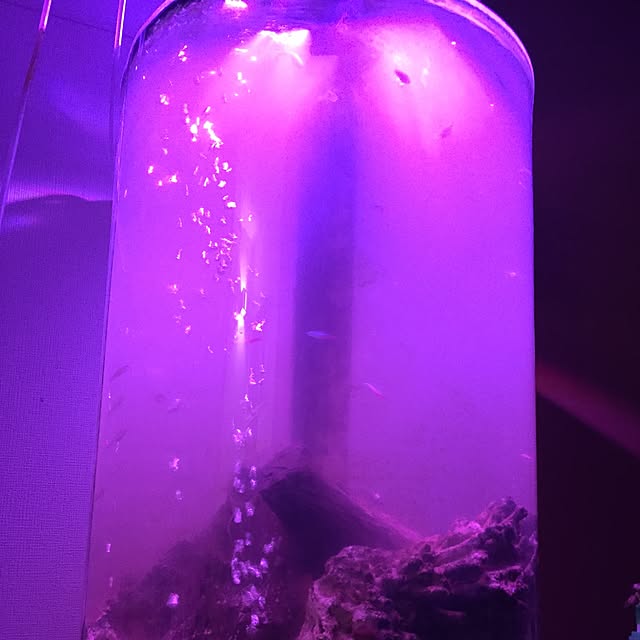 wagenbug10220418さんの実例写真