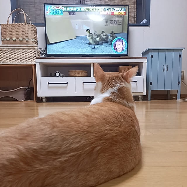rumi.rumiさんの実例写真
