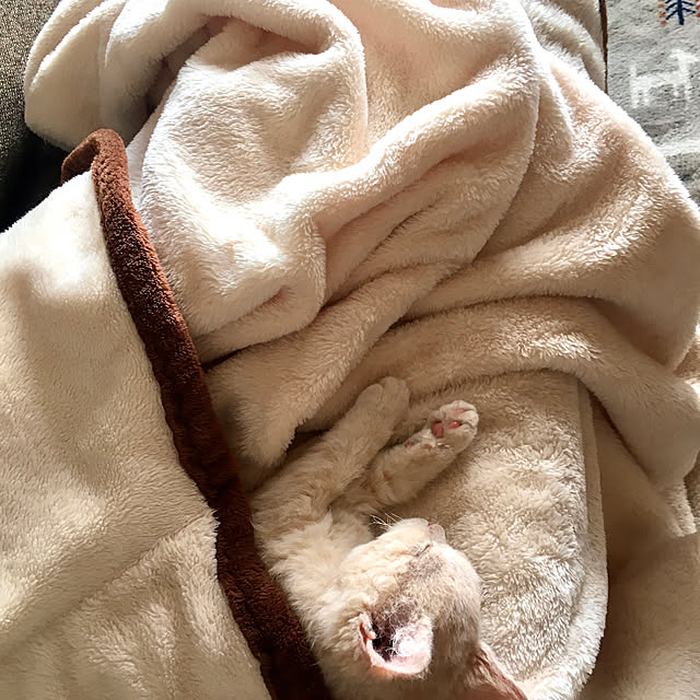 naokoさんの実例写真