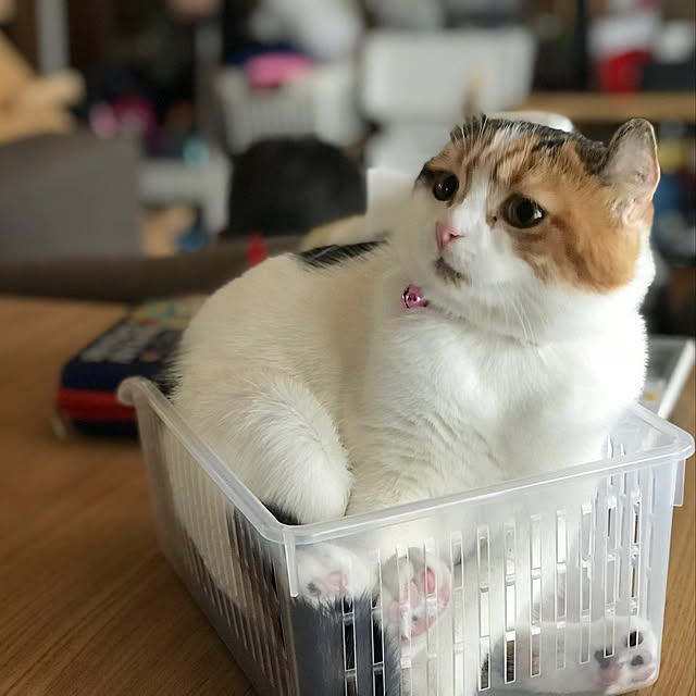 RAINBOWさんの実例写真