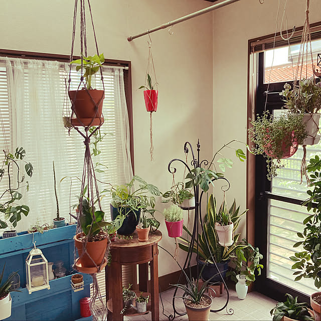 観葉植物/DIY/ダイソー/玄関/入り口のインテリア実例 - 2021-05-01 15:00:02