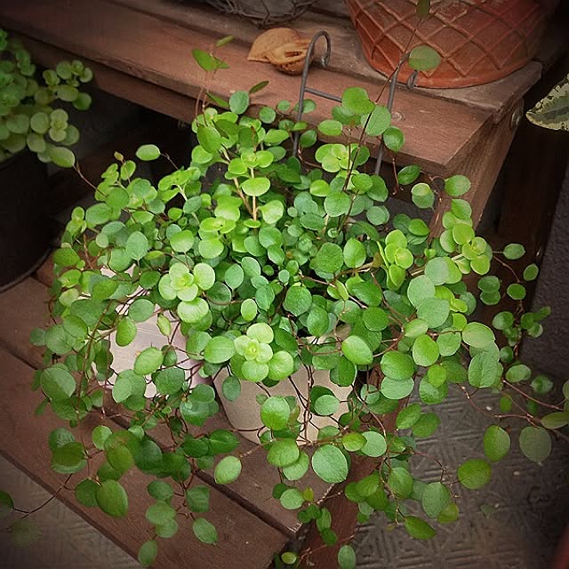 mincanさんの実例写真