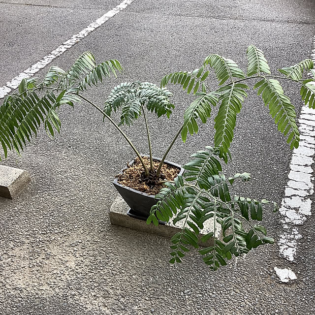 osharetomさんの実例写真