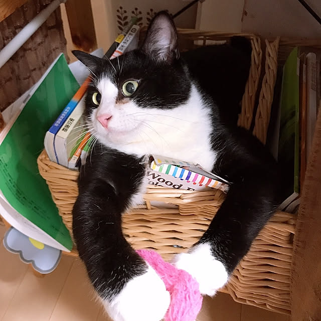koromaroさんの実例写真