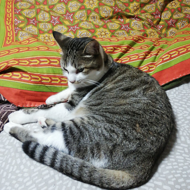 SYOUGUNさんの実例写真