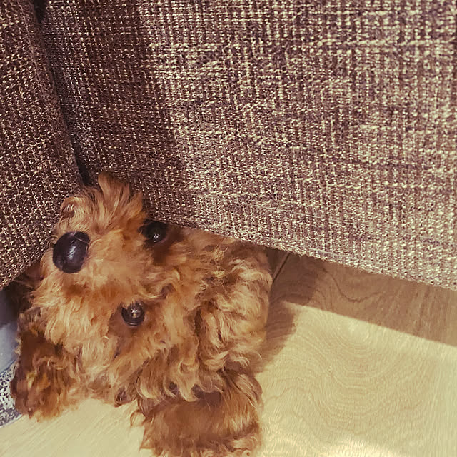 dangoさんの実例写真
