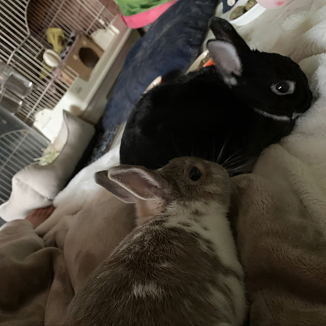 nextagejpnさんの実例写真