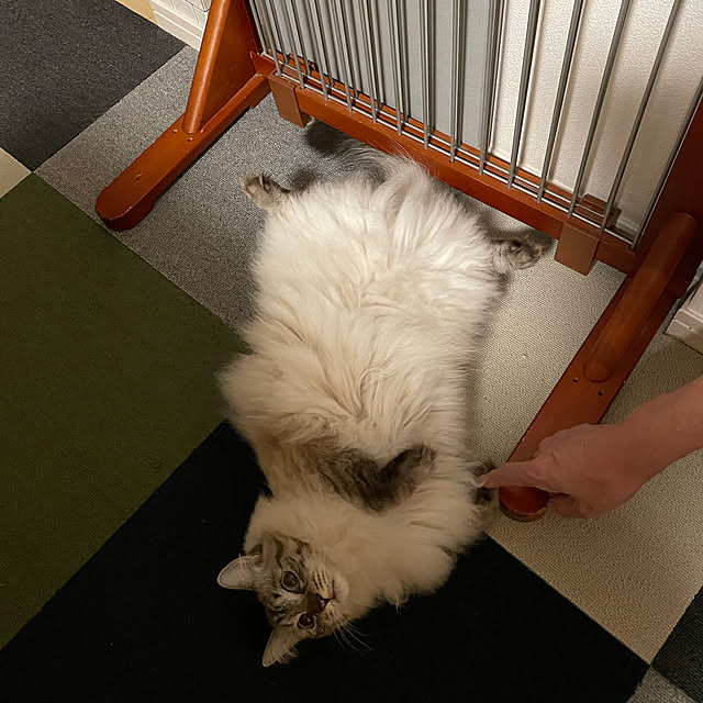 mochaさんの実例写真