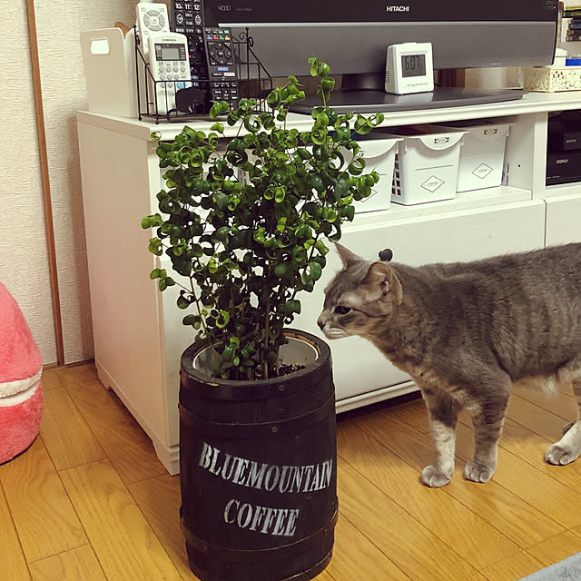 ayuchiさんの実例写真