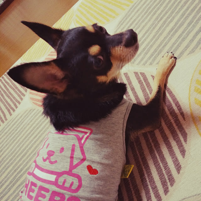 korohukumamanさんの実例写真