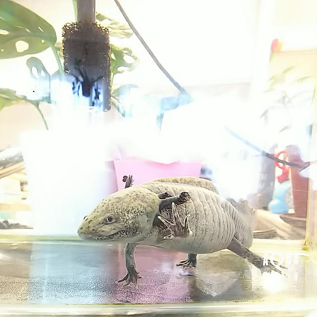 hiromimiさんの実例写真
