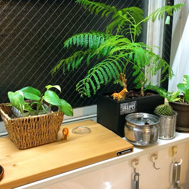 botanさんの実例写真
