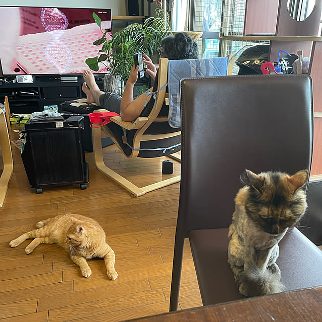 nekohagu2022さんの実例写真