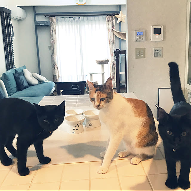 mimaさんの実例写真