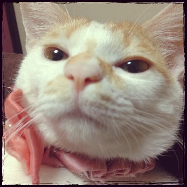 Mayuさんの実例写真