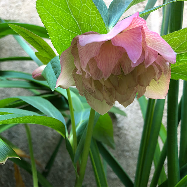 fumikoiさんの実例写真