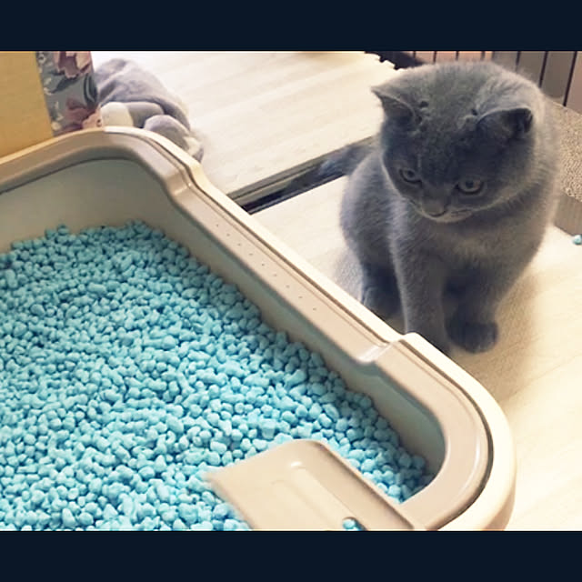 kittyさんの実例写真