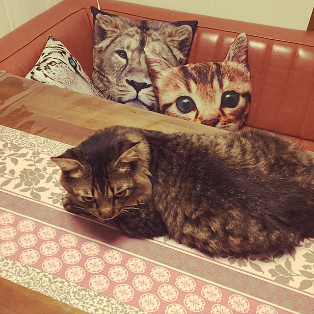 oniyomeさんの実例写真
