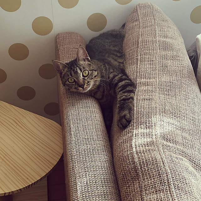 ayumiさんの実例写真