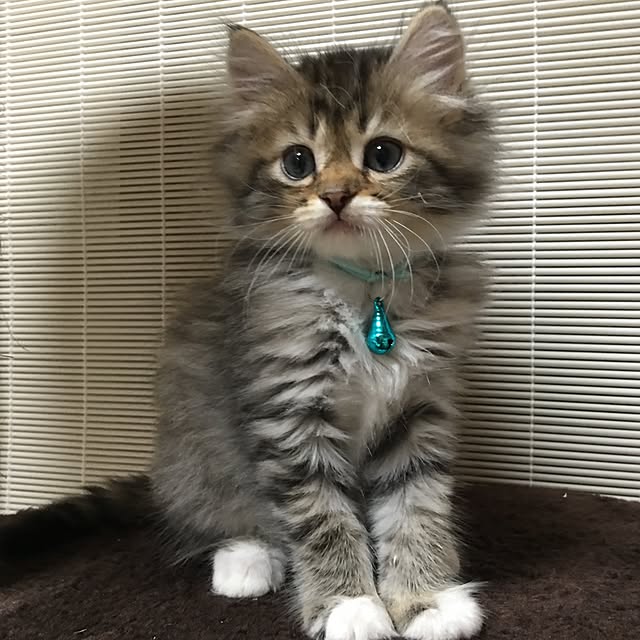 CATさんの実例写真