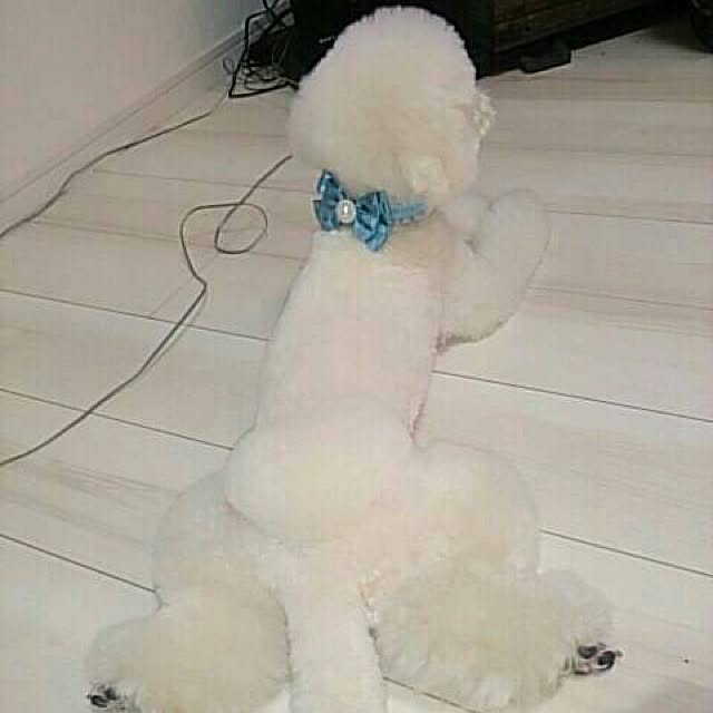 ayaroicoさんの実例写真