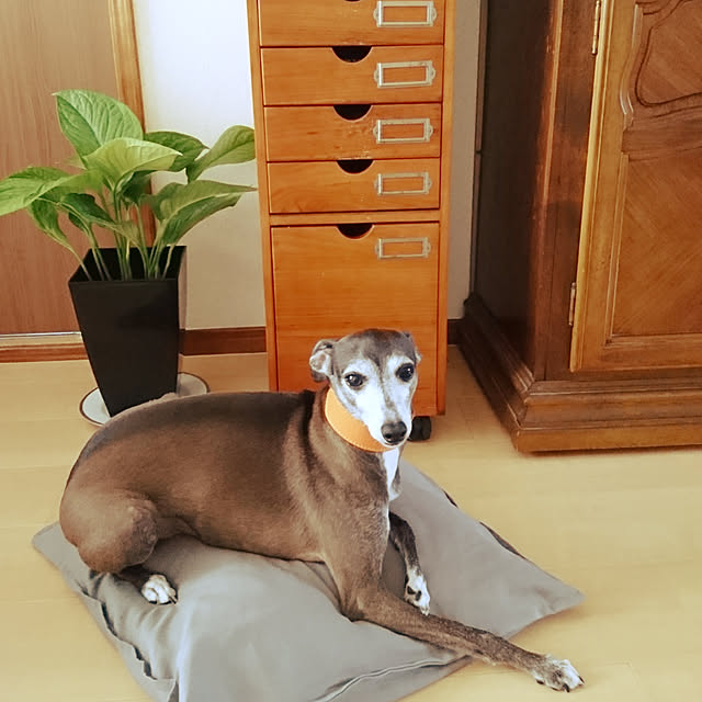 moruさんの実例写真