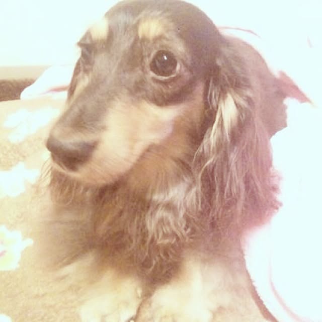 shihoさんの実例写真