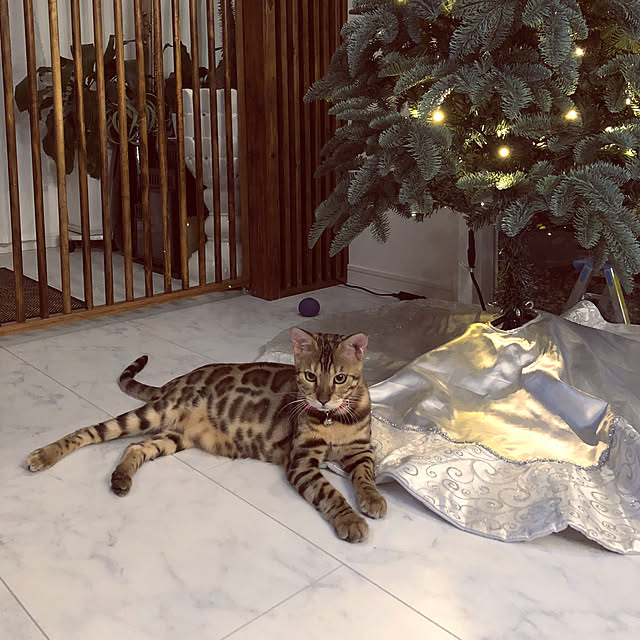 iranさんの実例写真