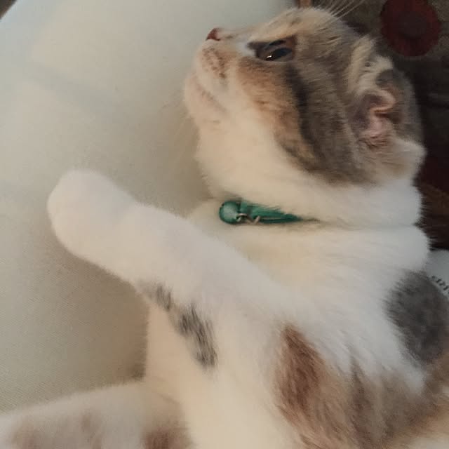 tityさんの実例写真