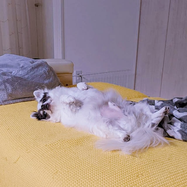 bjhorusさんの実例写真
