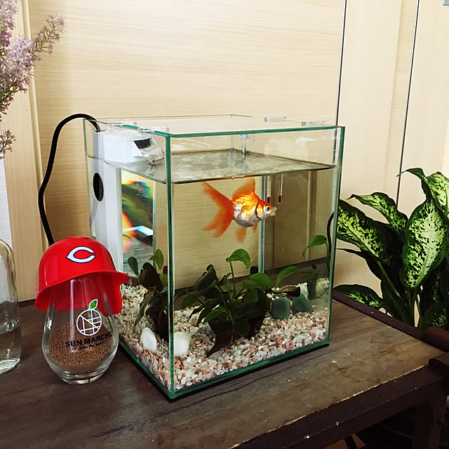 toshiさんの実例写真