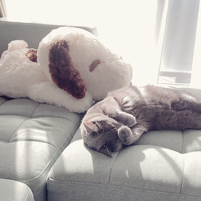 snoopyさんの実例写真