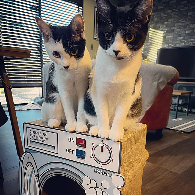 azk.121さんの実例写真