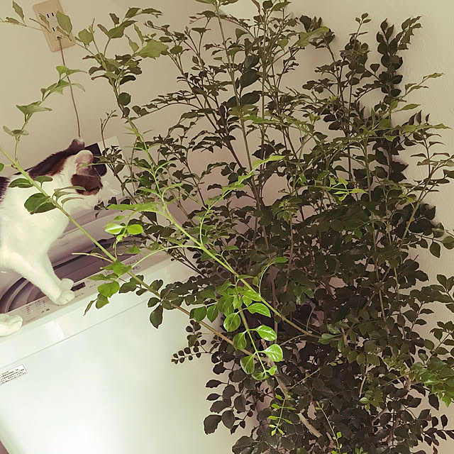 yuki.mika68さんの実例写真