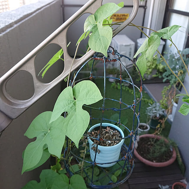 kakkaさんの実例写真
