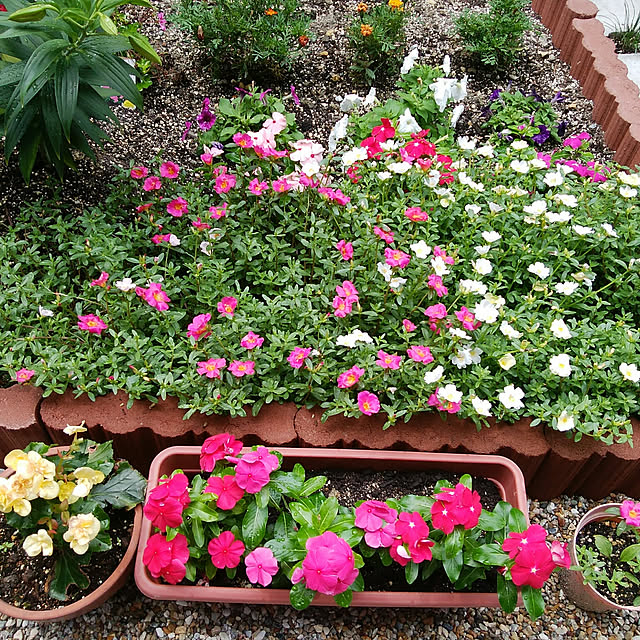 portulacaさんの実例写真