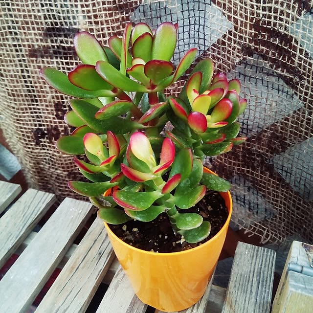 VERANDARJUNさんの実例写真