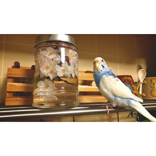Mariさんの実例写真