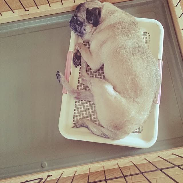 gurikoさんの実例写真