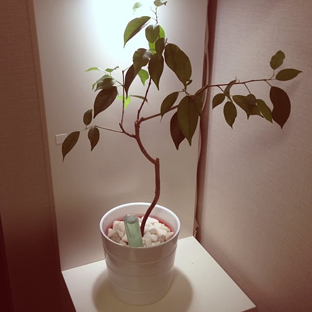 noon88さんの実例写真