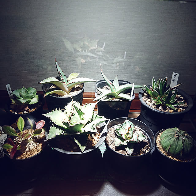 イイね！やフォローありがとうございます/NO GREEN NO LIFE/植物育成ライト/植物のある暮らし/植物...などのインテリア実例 - 2023-02-02 19:42:23